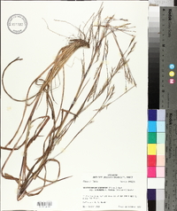 Schizachyrium scoparium subsp. divergens image