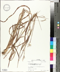 Schizachyrium scoparium subsp. divergens image