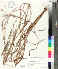 Schizachyrium scoparium subsp. divergens image