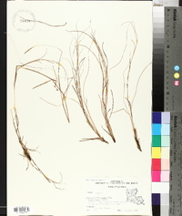 Schizachyrium tenerum image