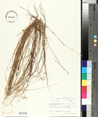 Schizachyrium tenerum image