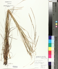 Schizachyrium tenerum image