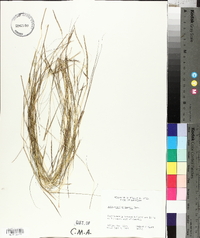 Schizachyrium tenerum image