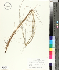 Schizachyrium tenerum image