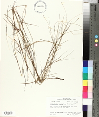 Schizachyrium tenerum image