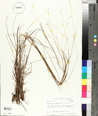 Schizachyrium tenerum image