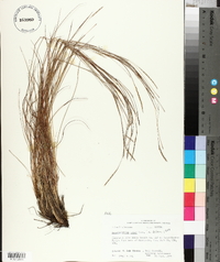 Schizachyrium tenerum image