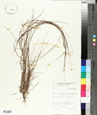 Schizachyrium tenerum image