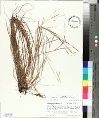 Schizachyrium tenerum image