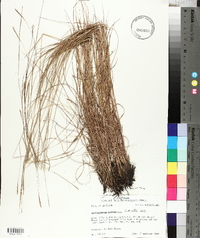 Schizachyrium tenerum image