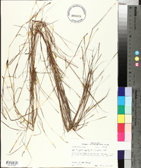 Schizachyrium tenerum image