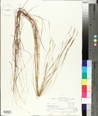 Schizachyrium tenerum image