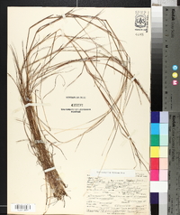 Schizachyrium tenerum image