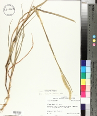 Pennisetum glaucum image