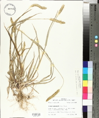 Setaria pumila subsp. pumila image