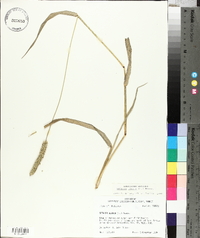 Setaria pumila subsp. pumila image