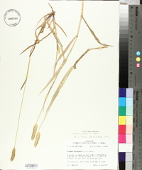 Setaria pumila subsp. pumila image