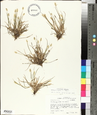 Pennisetum glaucum image