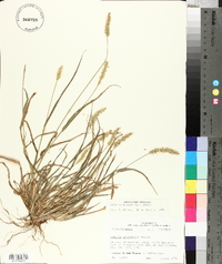 Pennisetum glaucum image