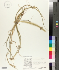 Setaria macrostachya image