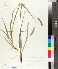 Pennisetum glaucum image