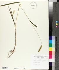 Pennisetum glaucum image