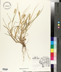 Pennisetum glaucum image