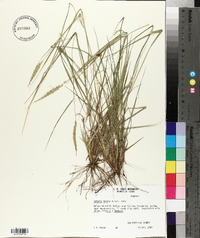 Setaria texana image