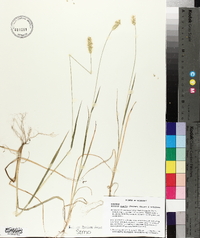 Setaria pumila image