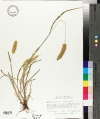 Setaria pumila image