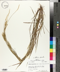 Setaria pumila image