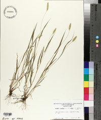 Setaria viridis var. viridis image