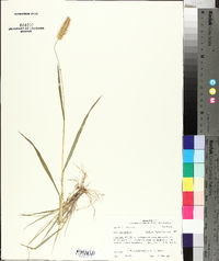 Pennisetum glaucum image