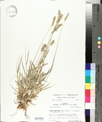 Pennisetum glaucum image