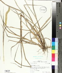 Pennisetum glaucum image