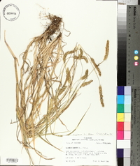 Setaria pumila subsp. pumila image