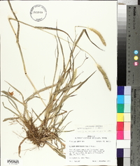 Setaria pumila image