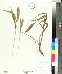 Setaria italica image