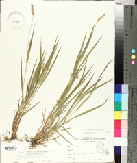 Setaria pumila image