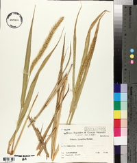 Setaria lachnea image