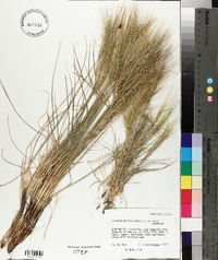 Elymus elymoides subsp. elymoides image