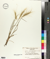 Elymus elymoides subsp. elymoides image