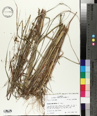 Sorghastrum elliottii image