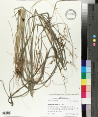 Sorghastrum elliottii image