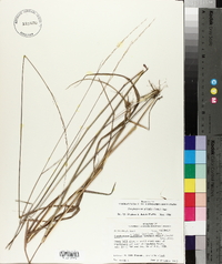 Sorghastrum elliottii image