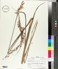 Sorghastrum elliottii image