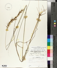 Sorghastrum elliottii image