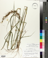 Sorghastrum elliottii image