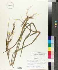 Sorghastrum elliottii image