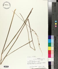 Sorghastrum elliottii image